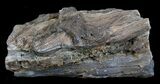 Unpolished Petrified Wood Limb - Blue Forest #6218-2